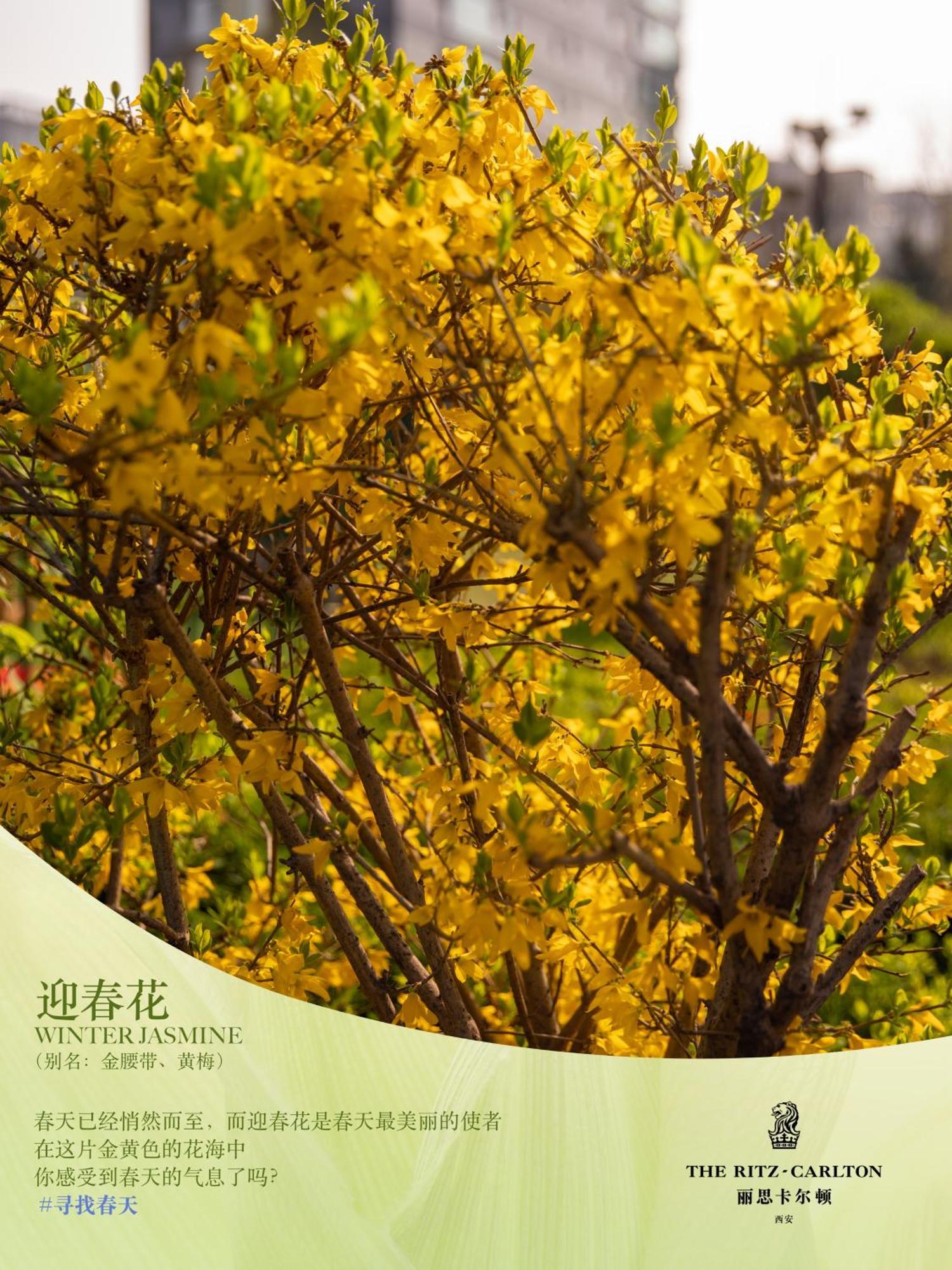 The Ritz-Carlton, Xi'An Hotel Xian Bagian luar foto