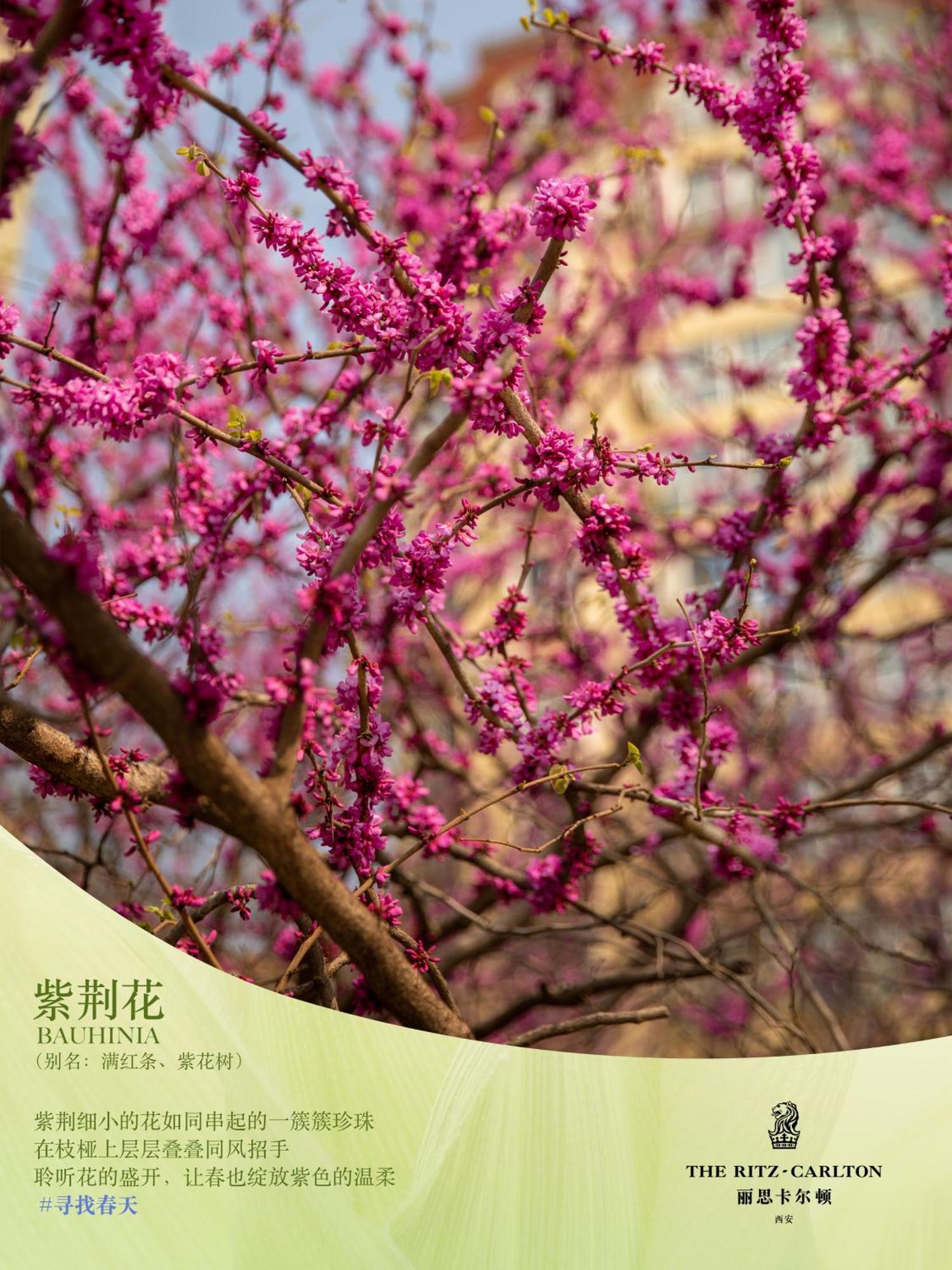 The Ritz-Carlton, Xi'An Hotel Xian Bagian luar foto