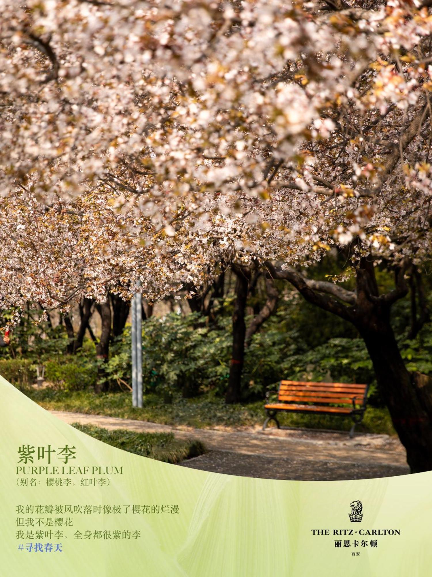The Ritz-Carlton, Xi'An Hotel Xian Bagian luar foto